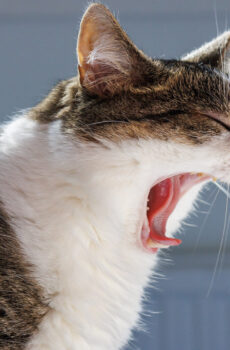 Photo of a cat for Hairball Remedy Tonic