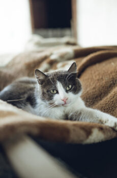 Photo of a cat for Lavender Sachet, Shredded on Arrival