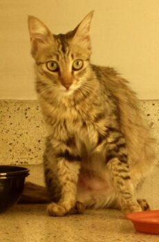 Photo of a cat for Catnip Tea, Humans Not Recommended