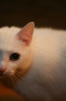 Photo of a cat for Moonlight Mist Spray