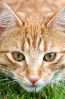 Catnip and Herbs