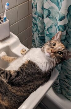 Photo of a cat for Bath Salts, Cat Declines