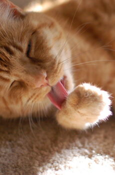 Photo of a cat for Purr Balm Paw Butter