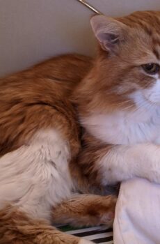 Photo of a cat for Sleep Pillow, Occupied